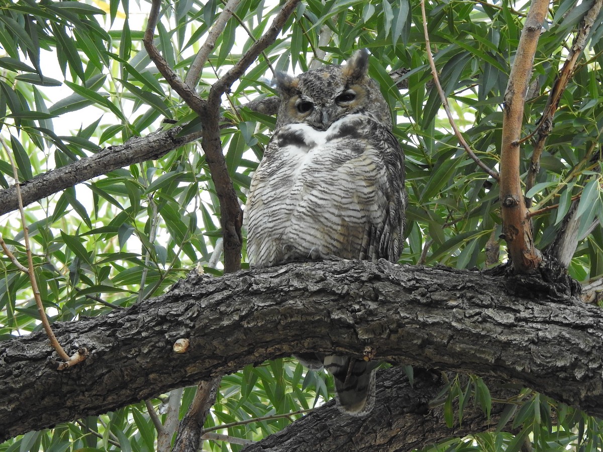 Great Horned Owl - ML641399139