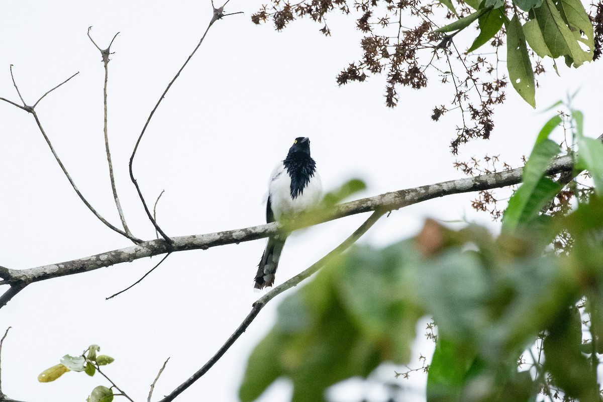 Magpie Tanager - ML641399159