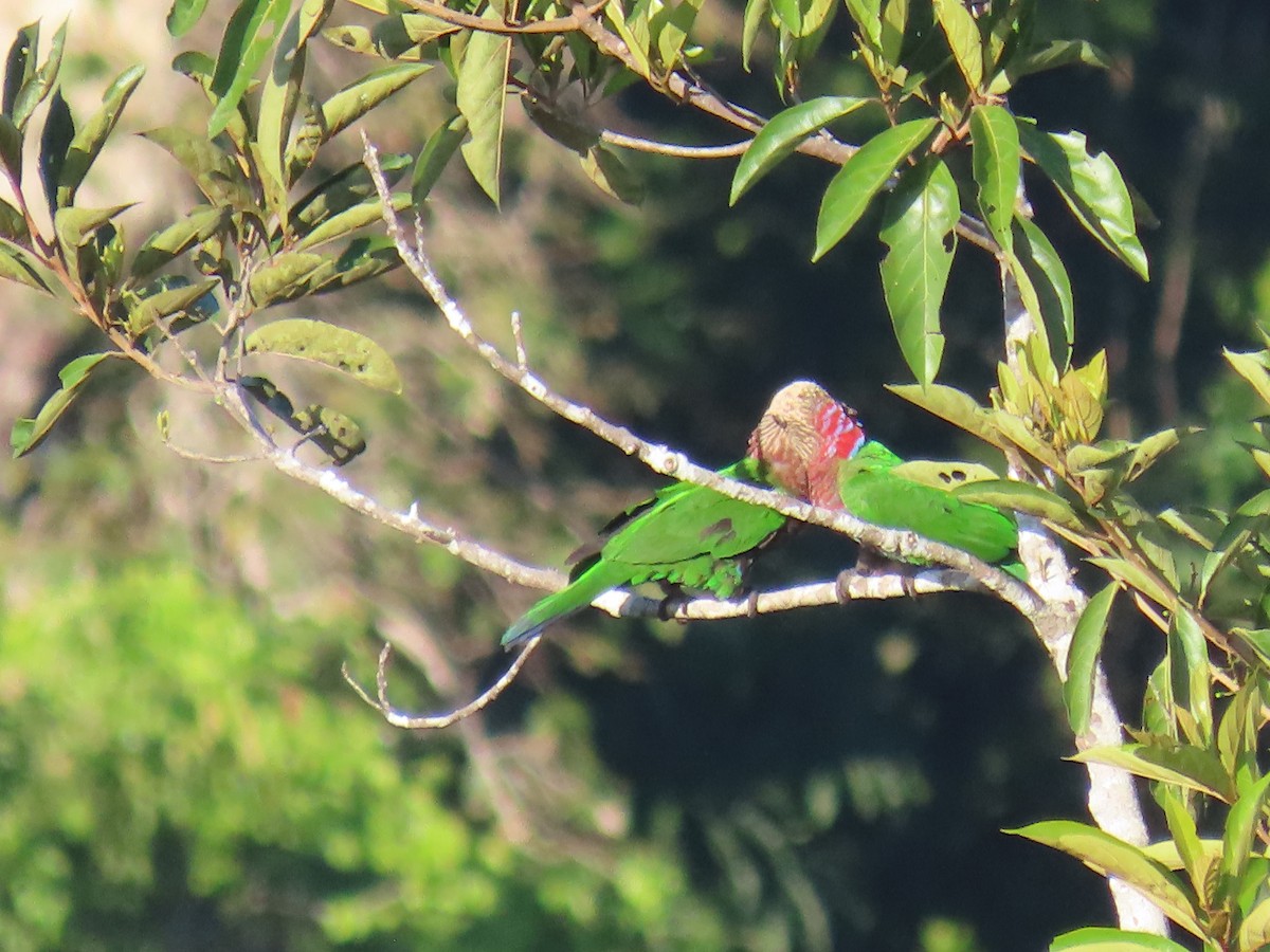 Red-fan Parrot - ML641399161