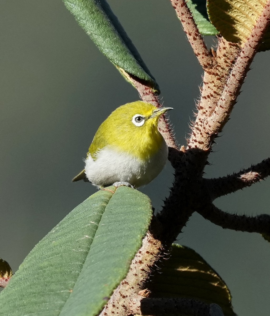 Warbling White-eye - ML641399162