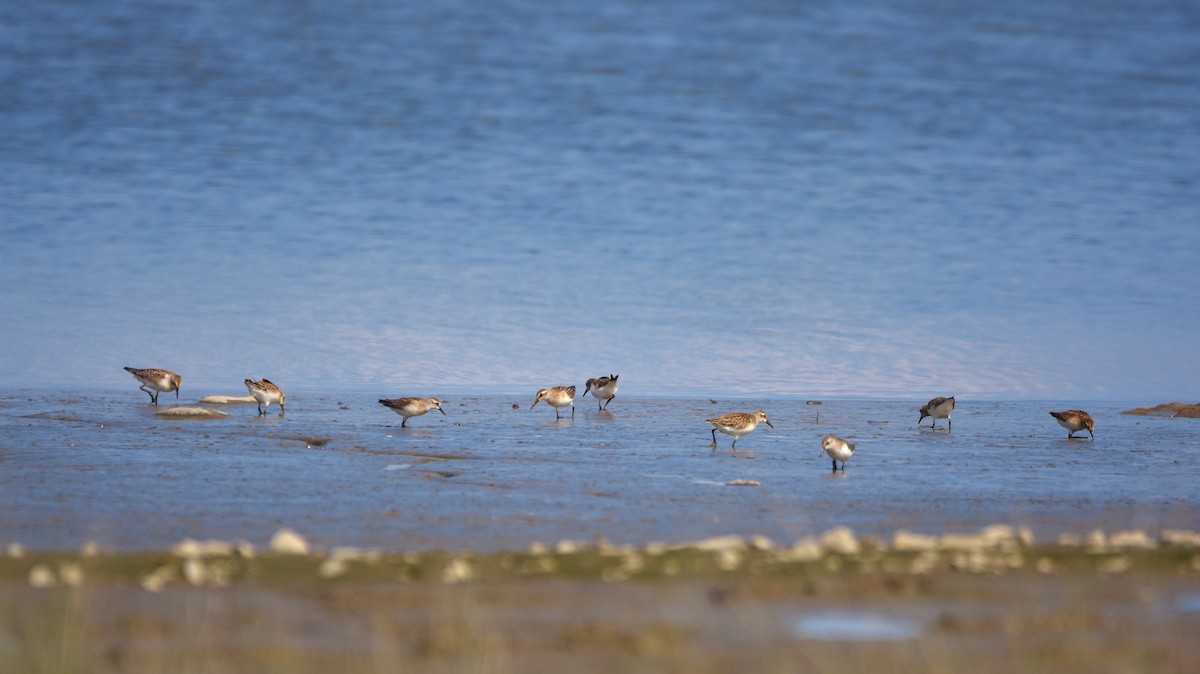 Least Sandpiper - ML641399168