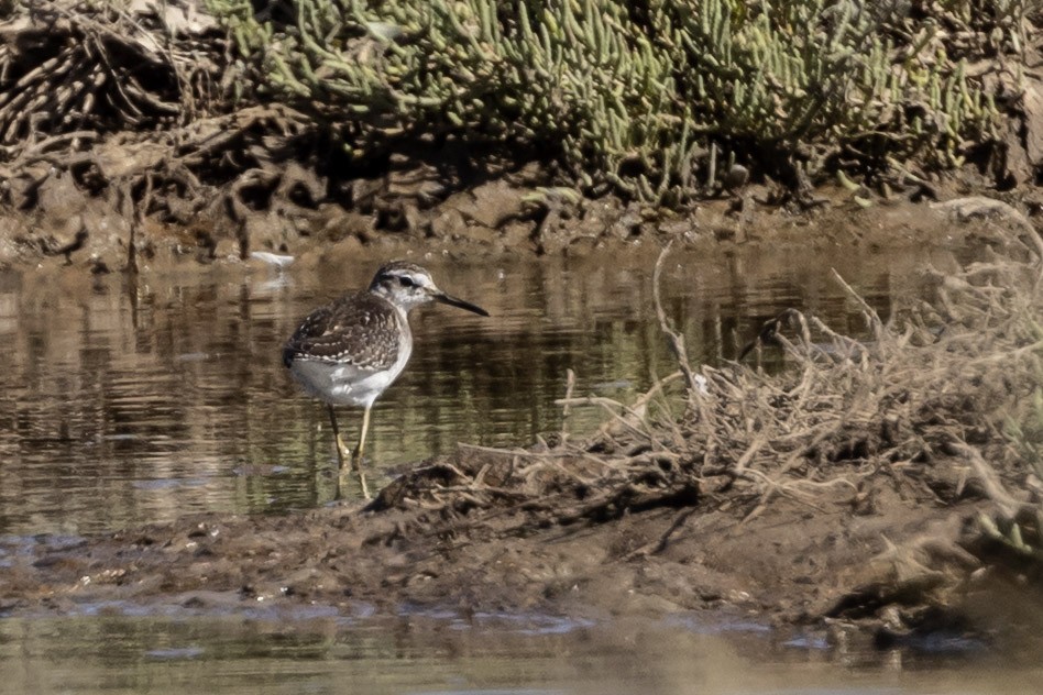 Wood Sandpiper - ML641399186