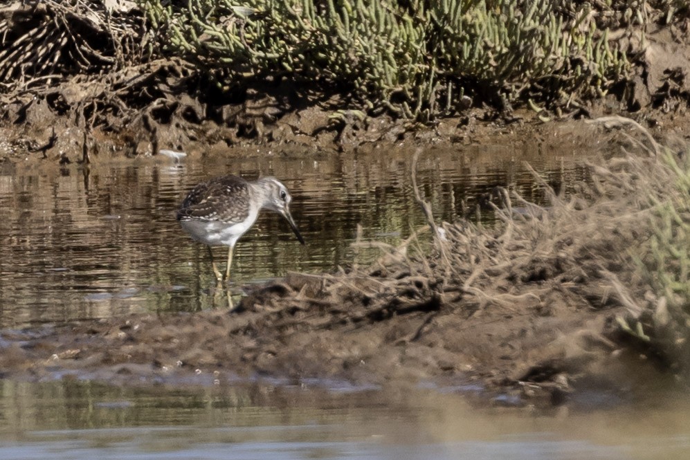 Wood Sandpiper - ML641399187