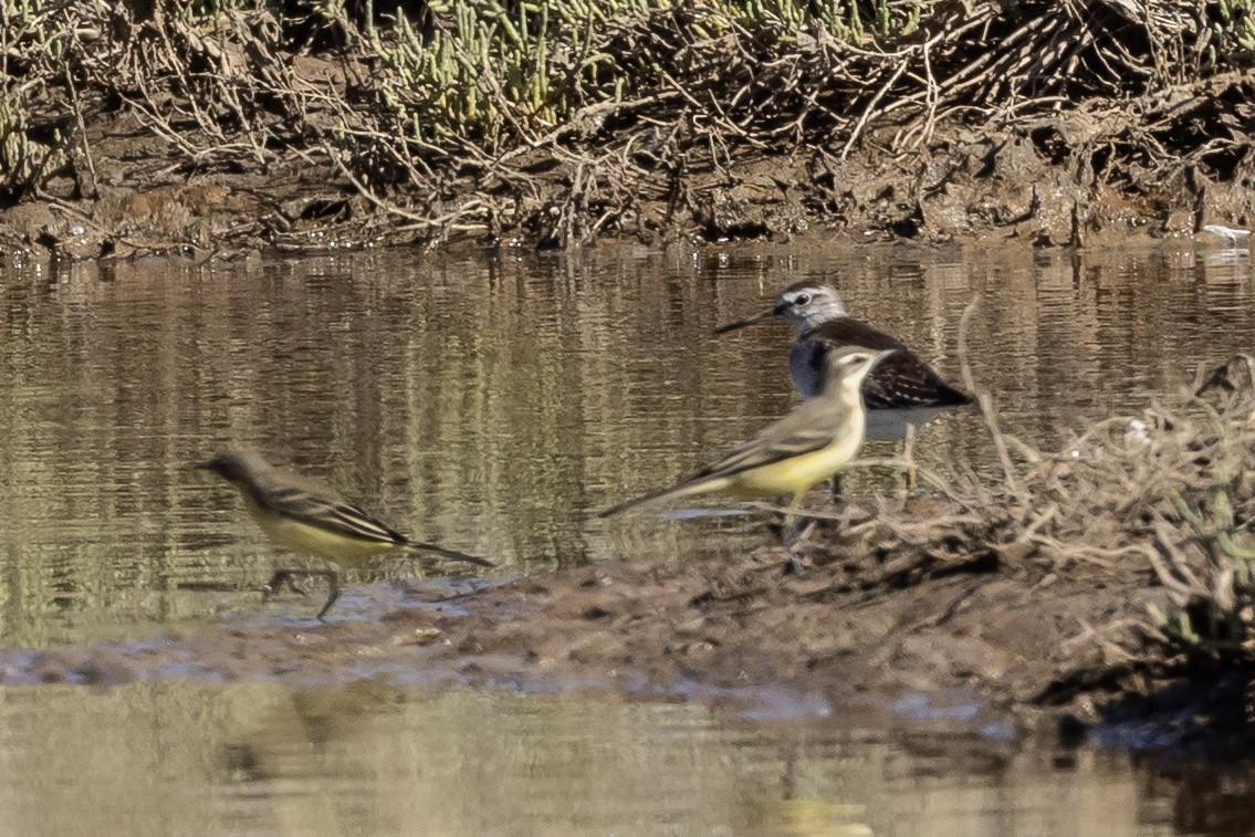 Wood Sandpiper - ML641399188