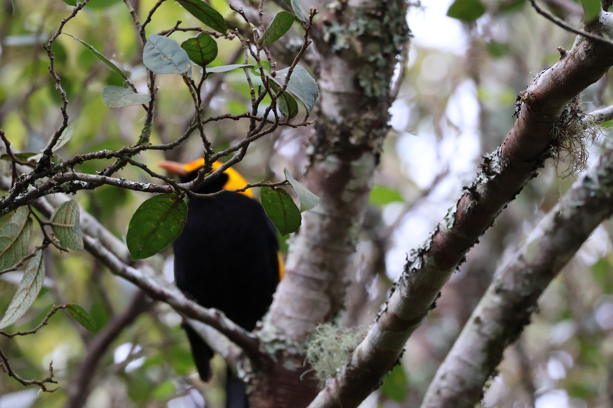 Regent Bowerbird - ML641399206