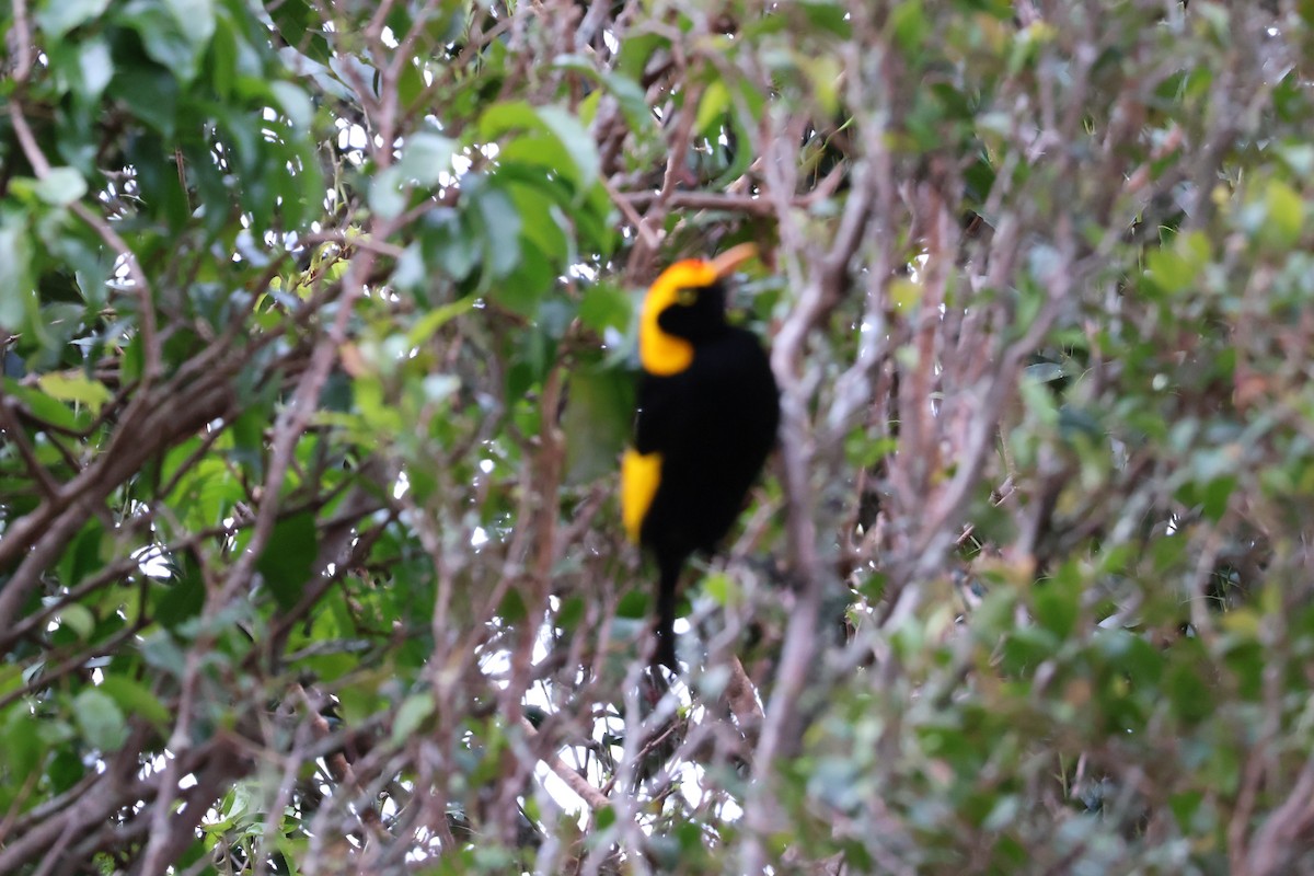 Regent Bowerbird - ML641399207