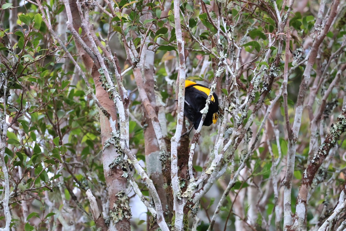 Regent Bowerbird - ML641399209