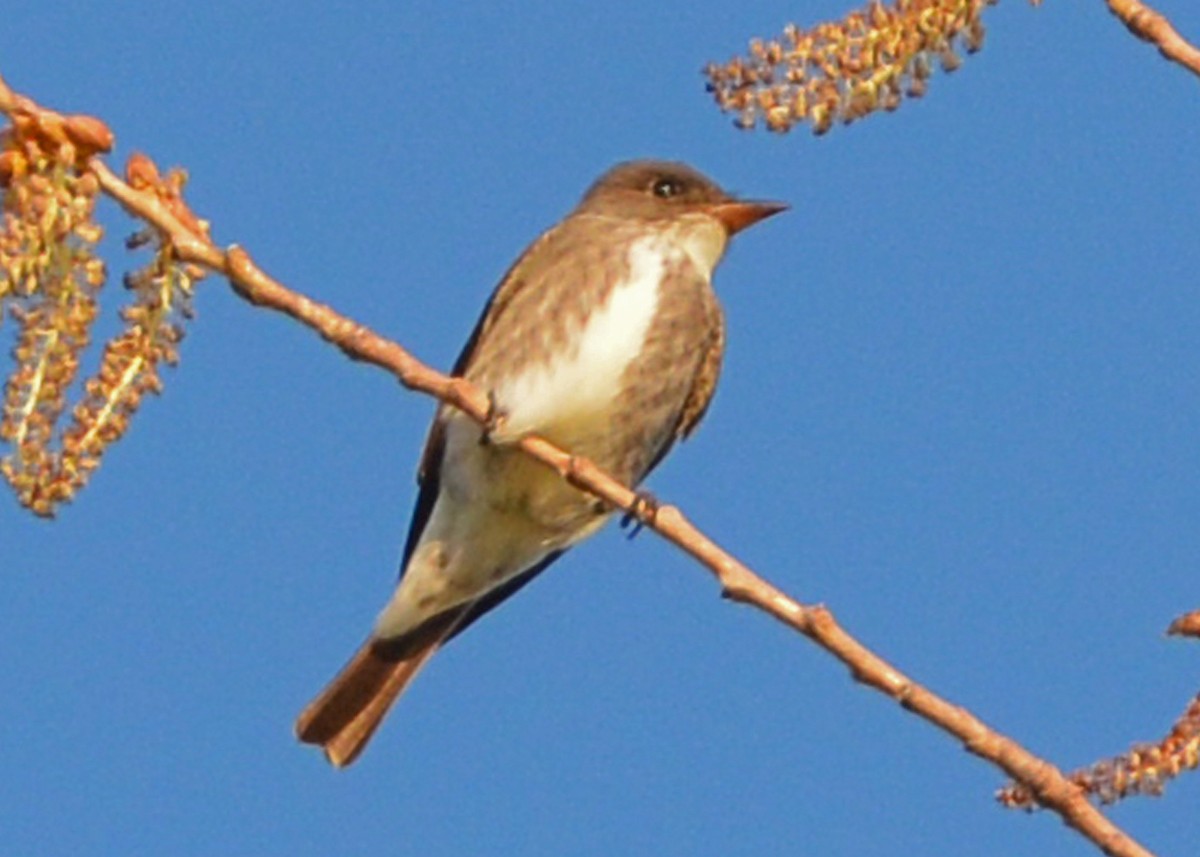 Olive-sided Flycatcher - ML64139921