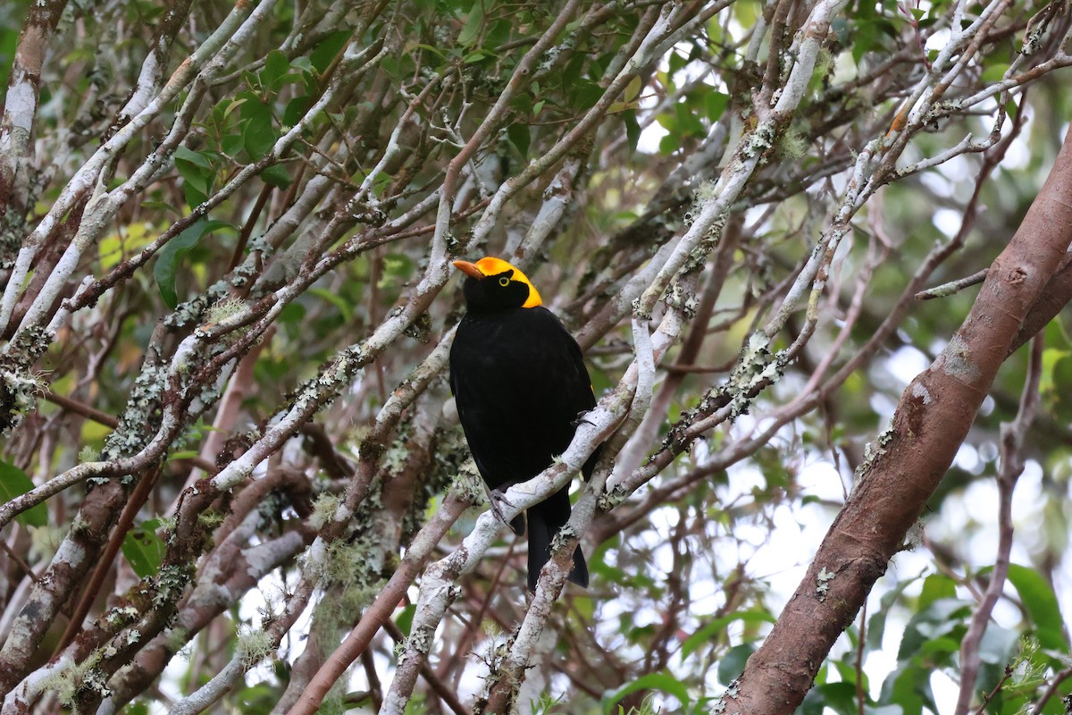 Regent Bowerbird - ML641399211