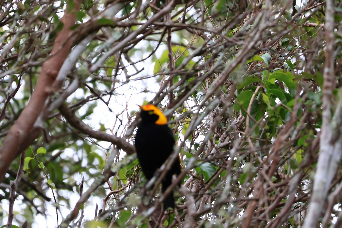 Regent Bowerbird - ML641399212