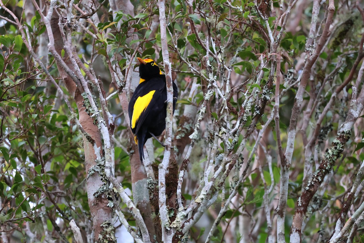Regent Bowerbird - ML641399213