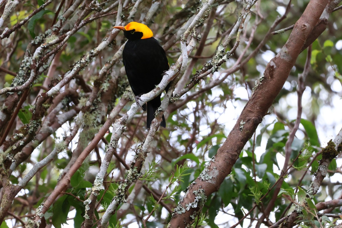 Regent Bowerbird - ML641399217