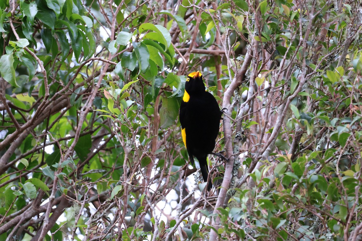 Regent Bowerbird - ML641399218