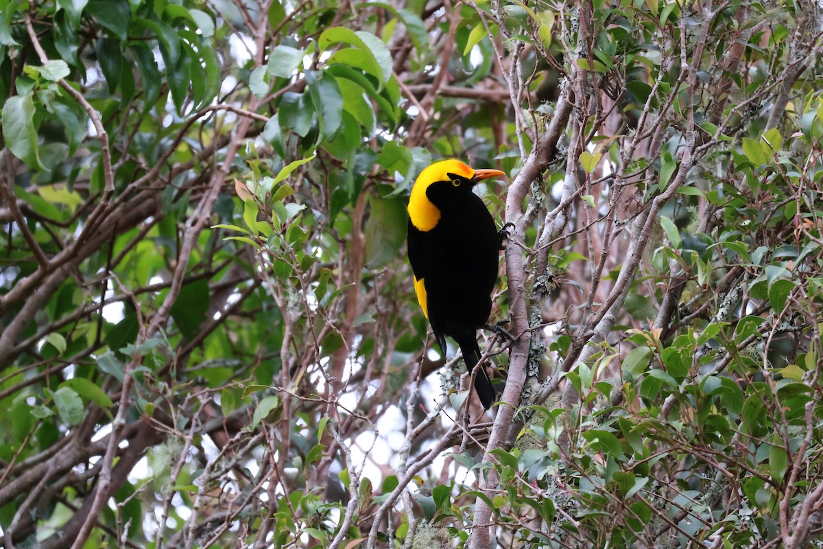Regent Bowerbird - ML641399221