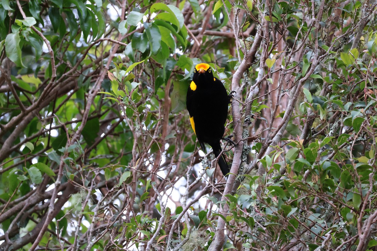 Regent Bowerbird - ML641399222