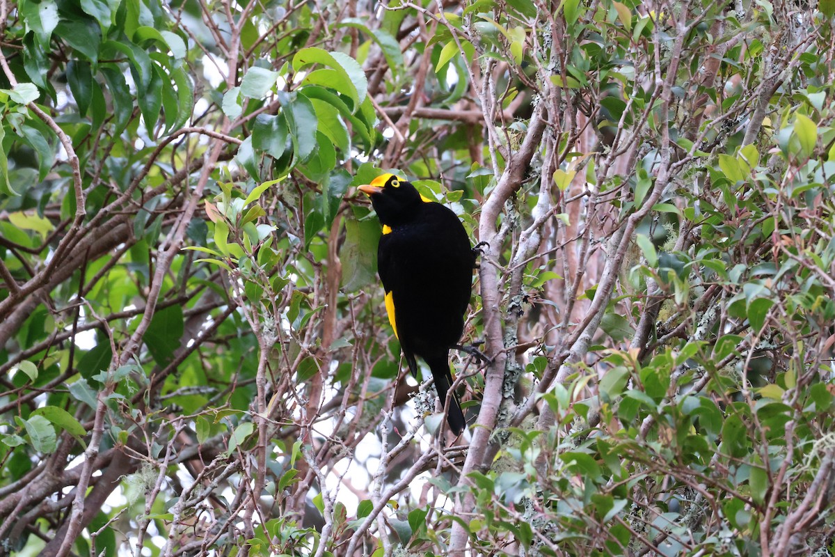 Regent Bowerbird - ML641399223