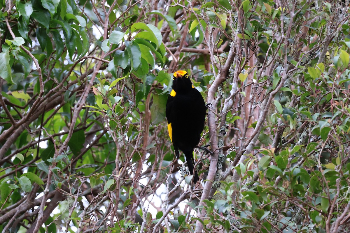 Regent Bowerbird - ML641399224