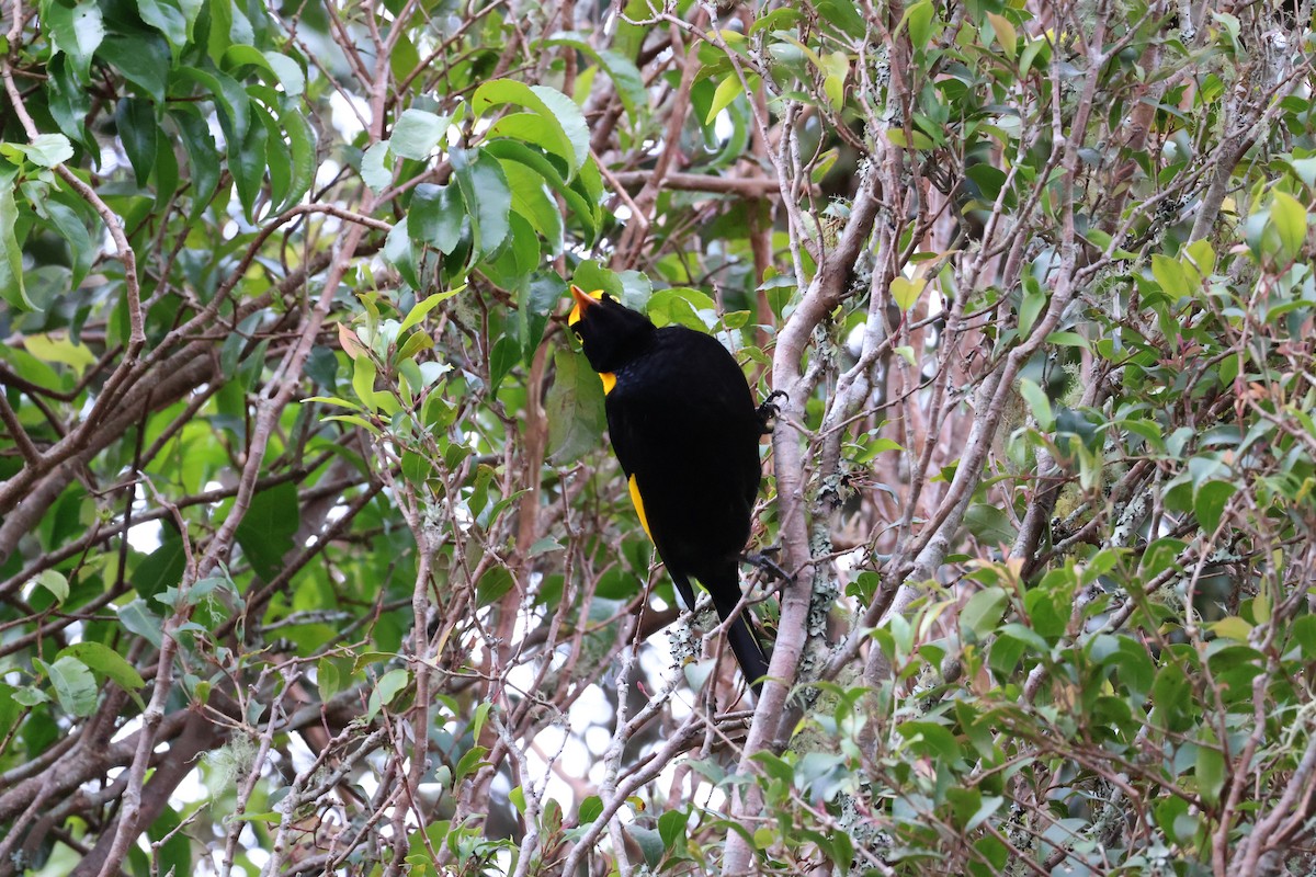 Regent Bowerbird - ML641399225