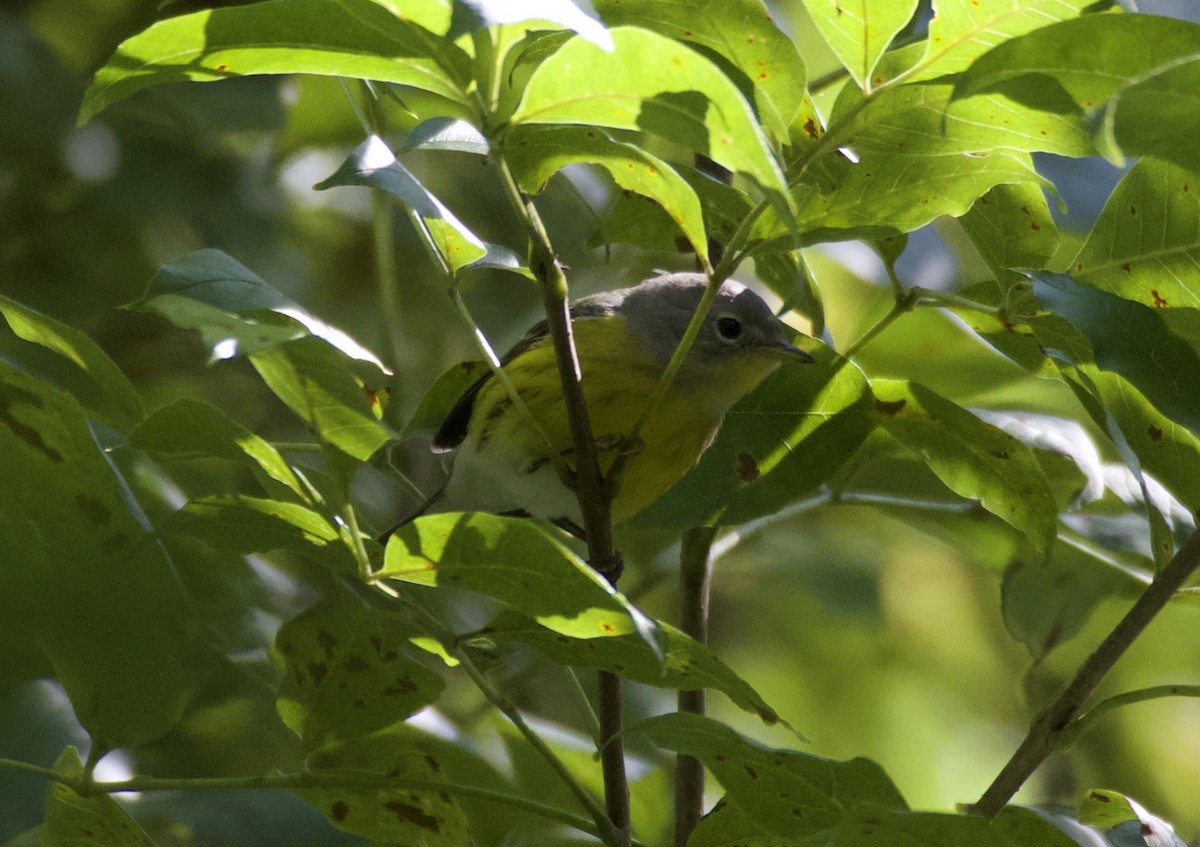 Magnolia Warbler - ML641399228