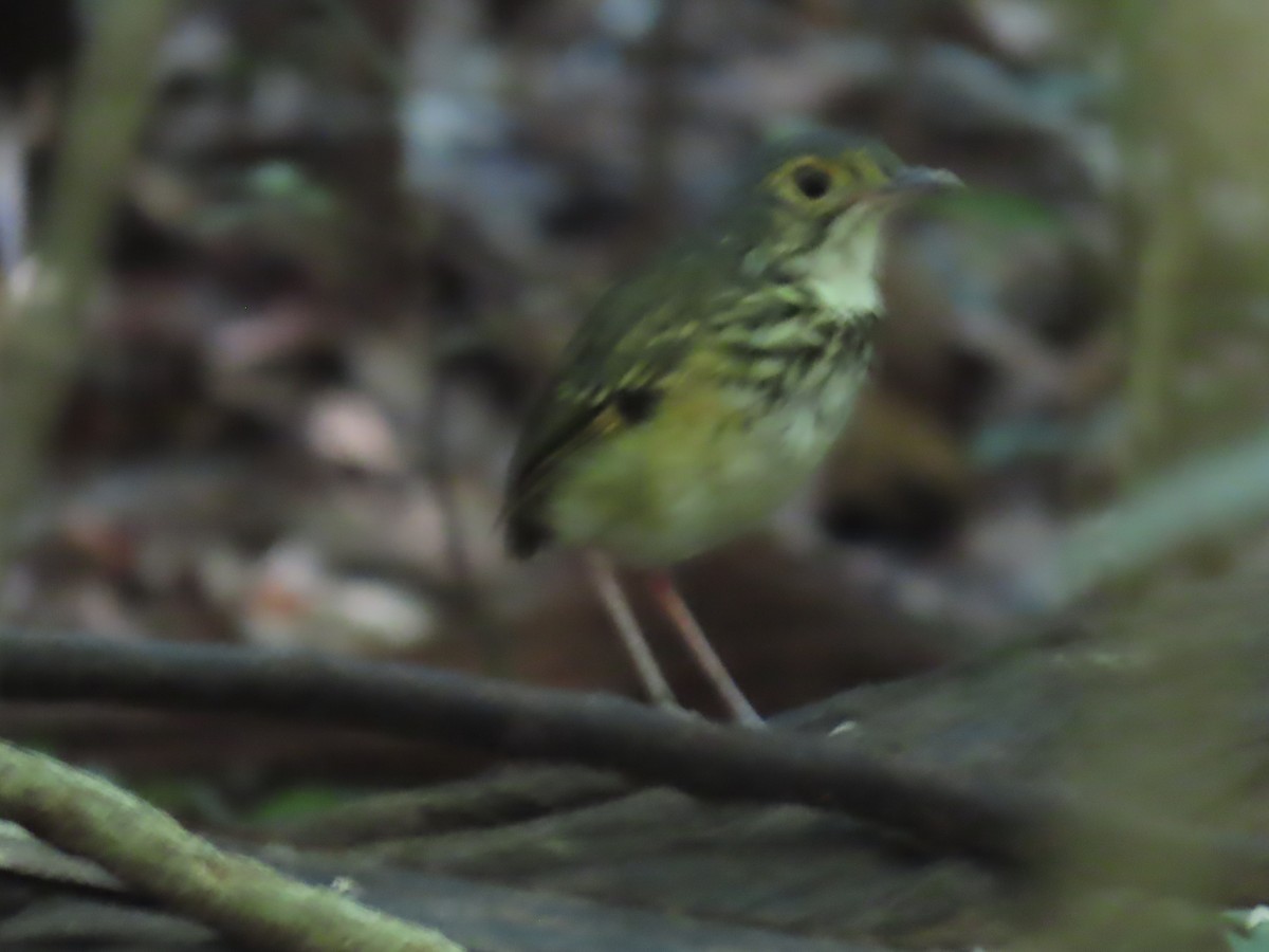 Spotted Antpitta - ML641399229