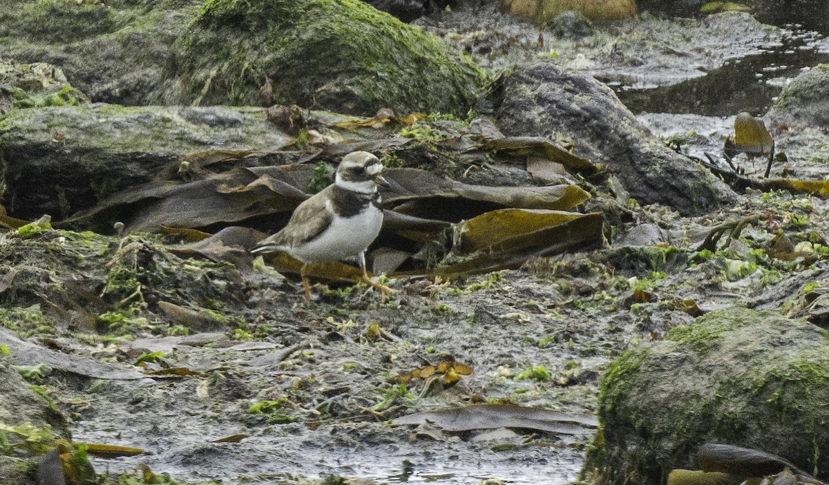 Common Ringed Plover - ML641399230