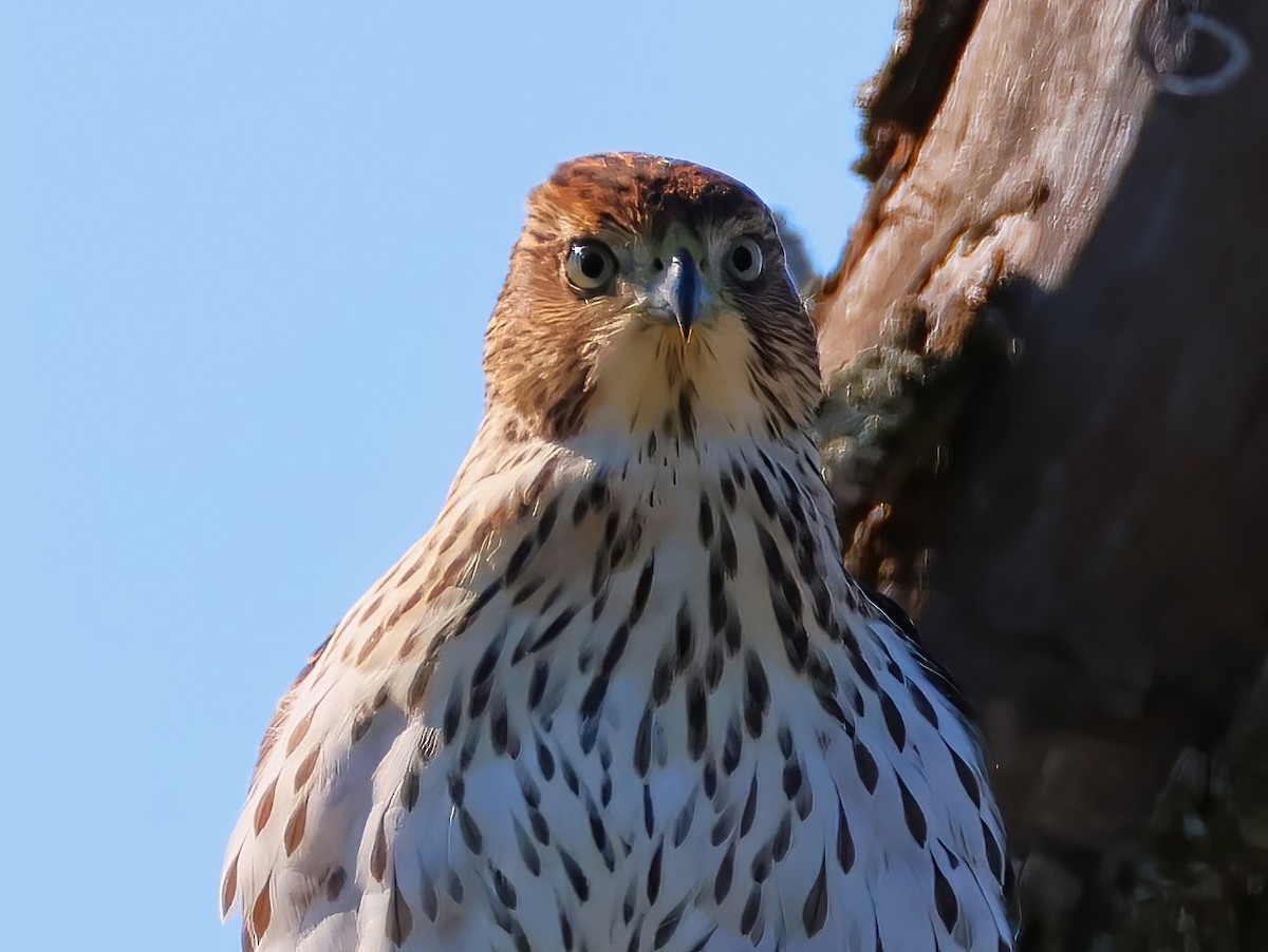 Cooper's Hawk - ML641399231