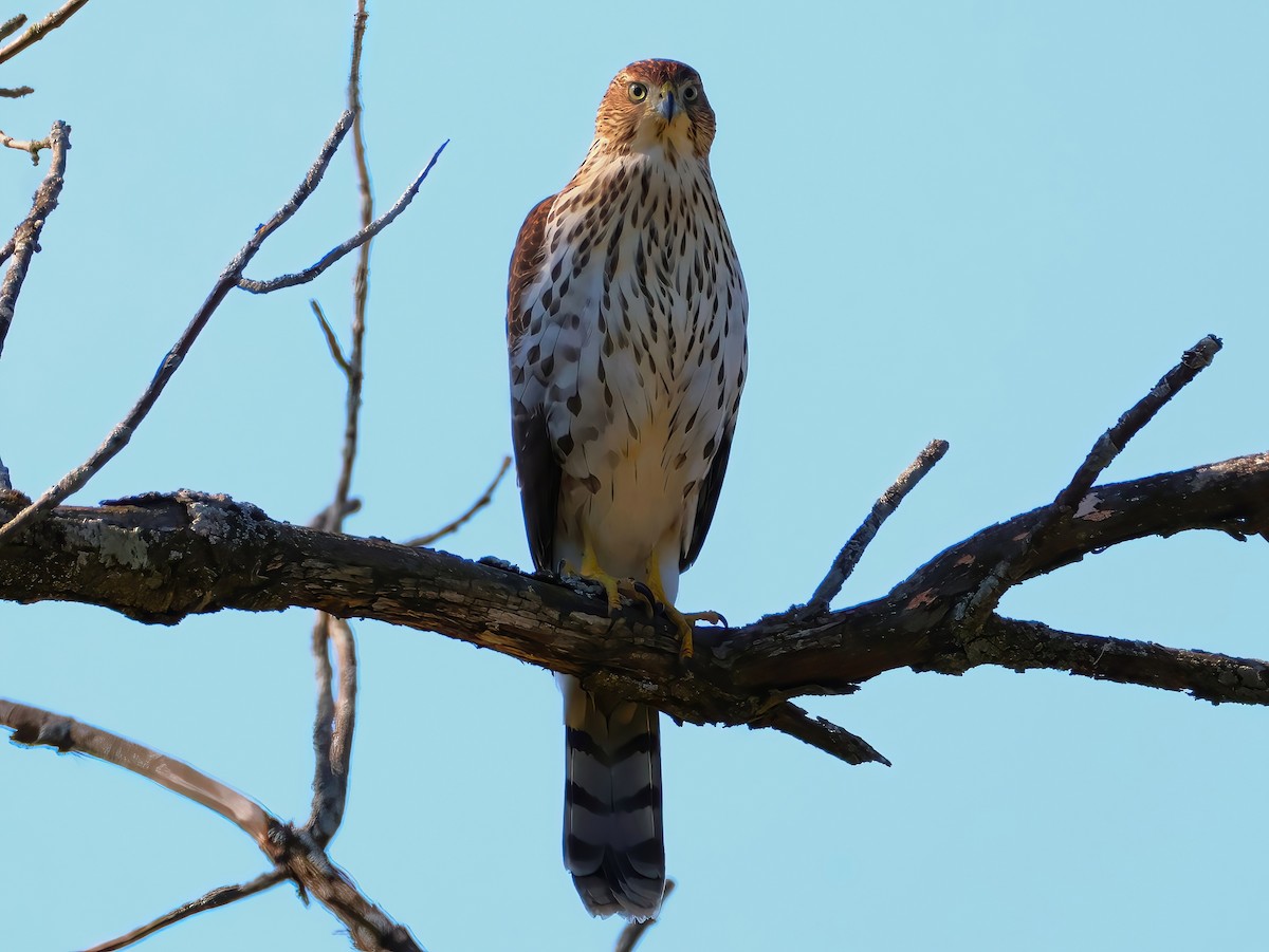 Cooper's Hawk - ML641399232