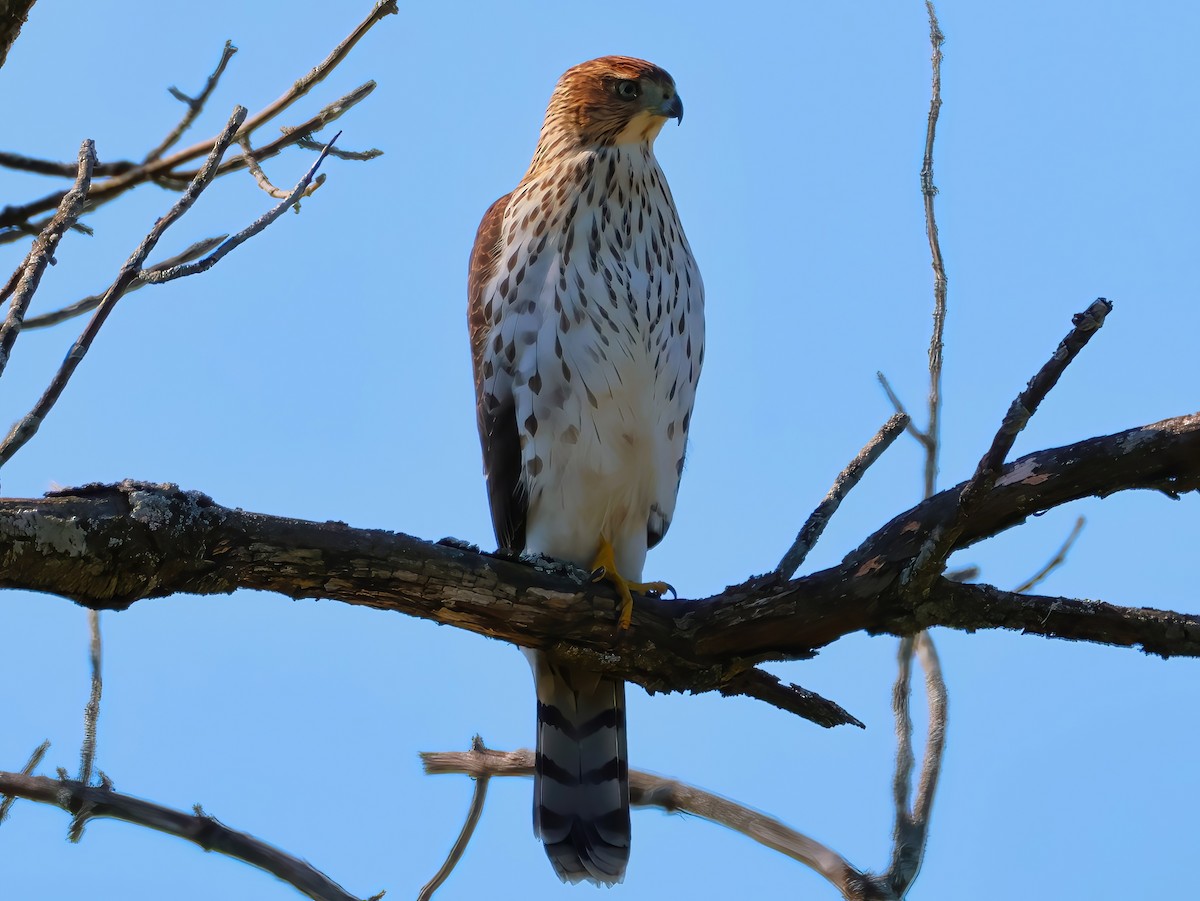 Cooper's Hawk - ML641399233