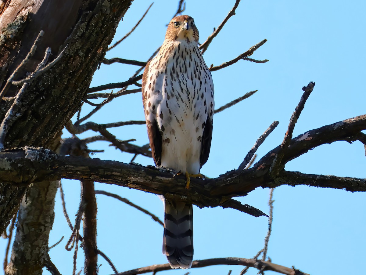 Cooper's Hawk - ML641399234