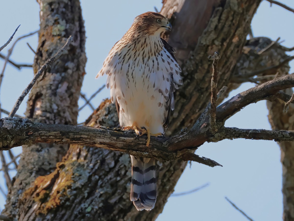 Cooper's Hawk - ML641399235