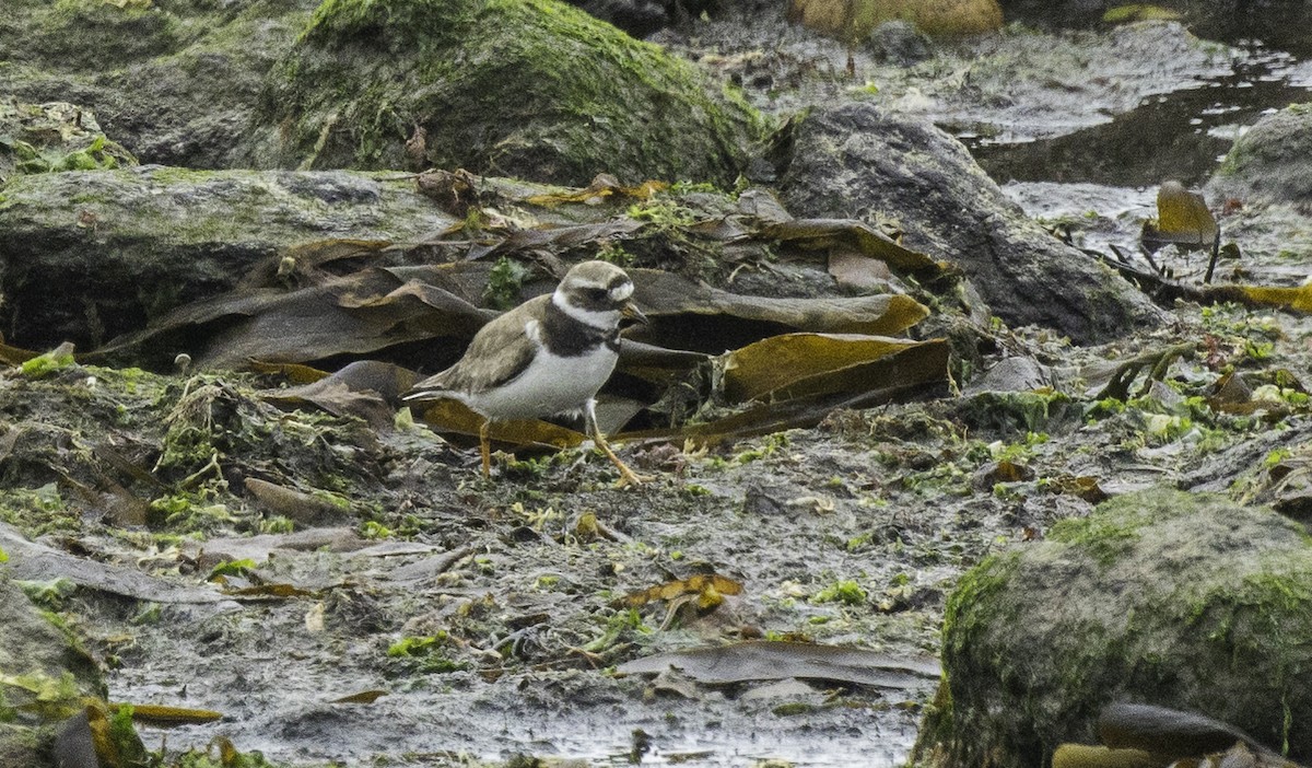 Common Ringed Plover - ML641399236