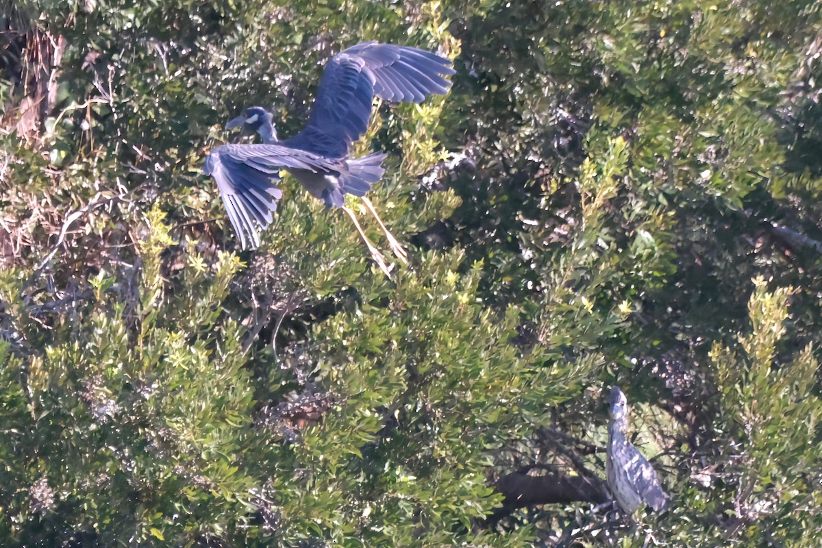 Yellow-crowned Night Heron - ML641399237