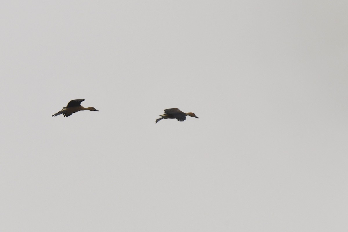 Black-bellied Whistling-Duck - ML641399238