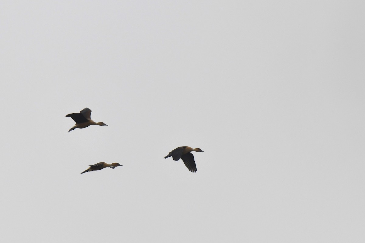 Black-bellied Whistling-Duck - ML641399239