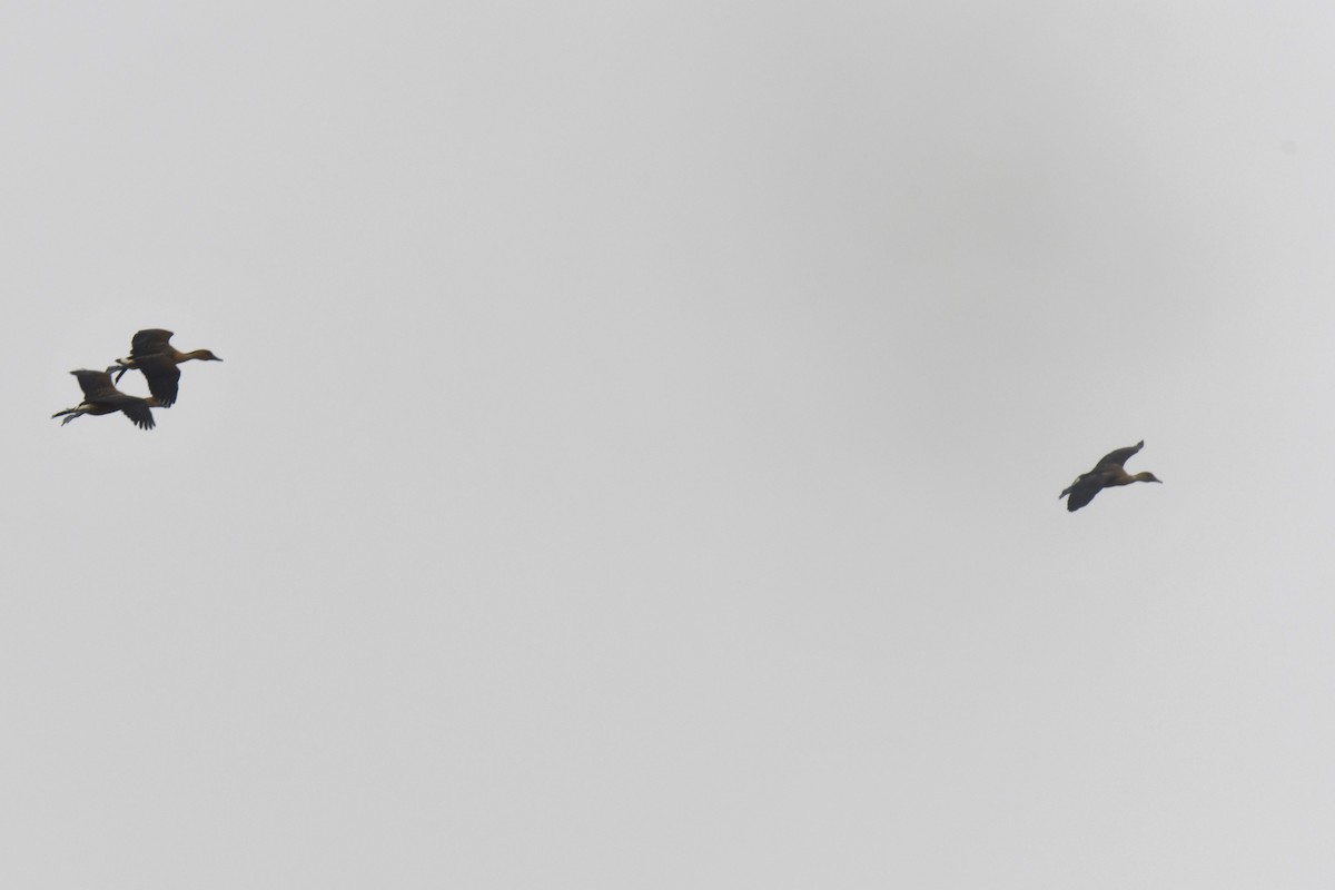 Black-bellied Whistling-Duck - ML641399240