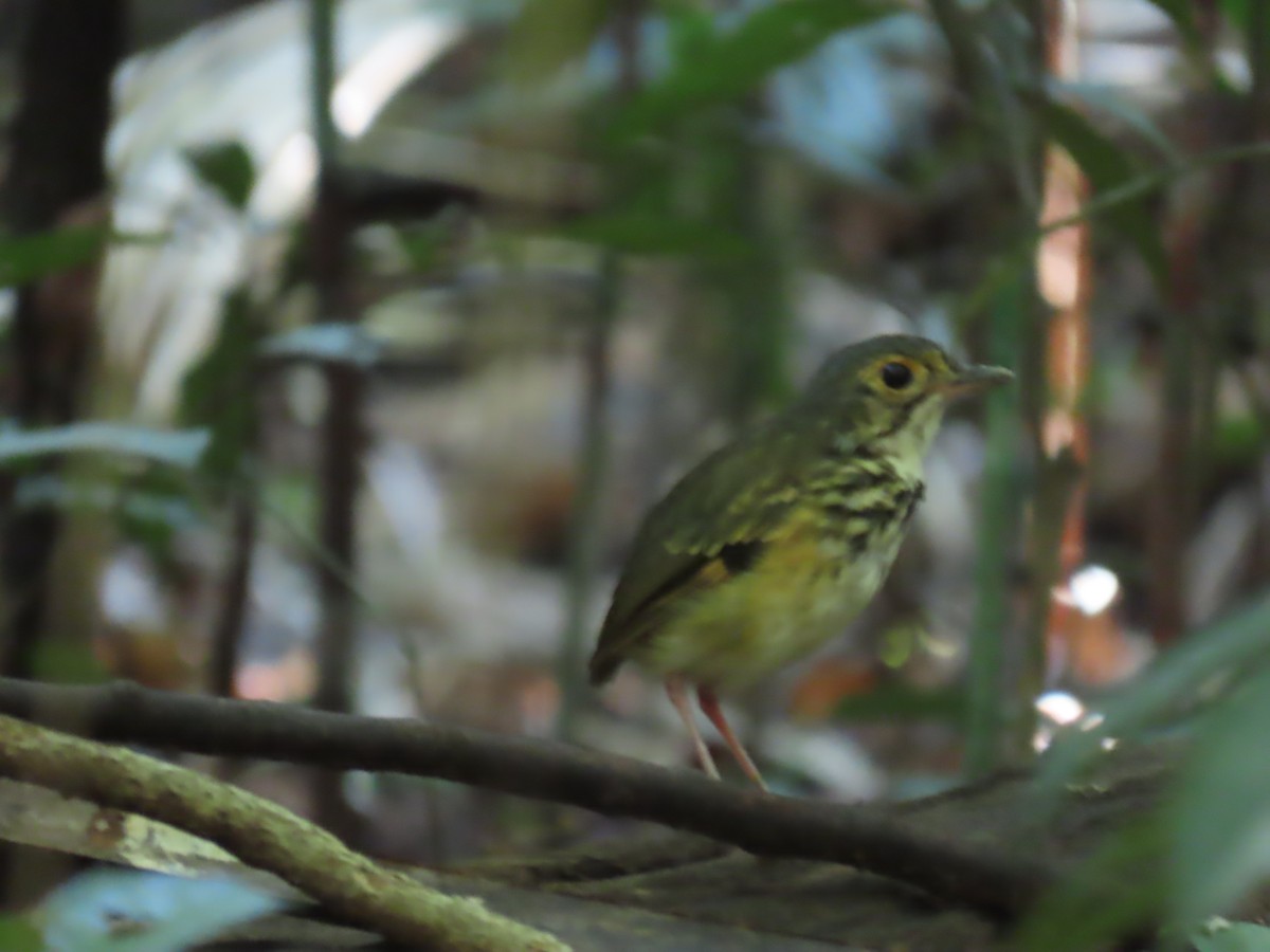 Spotted Antpitta - ML641399241