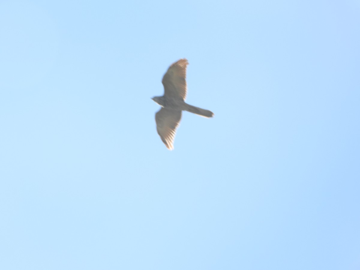 Collared Sparrowhawk - ML641399244
