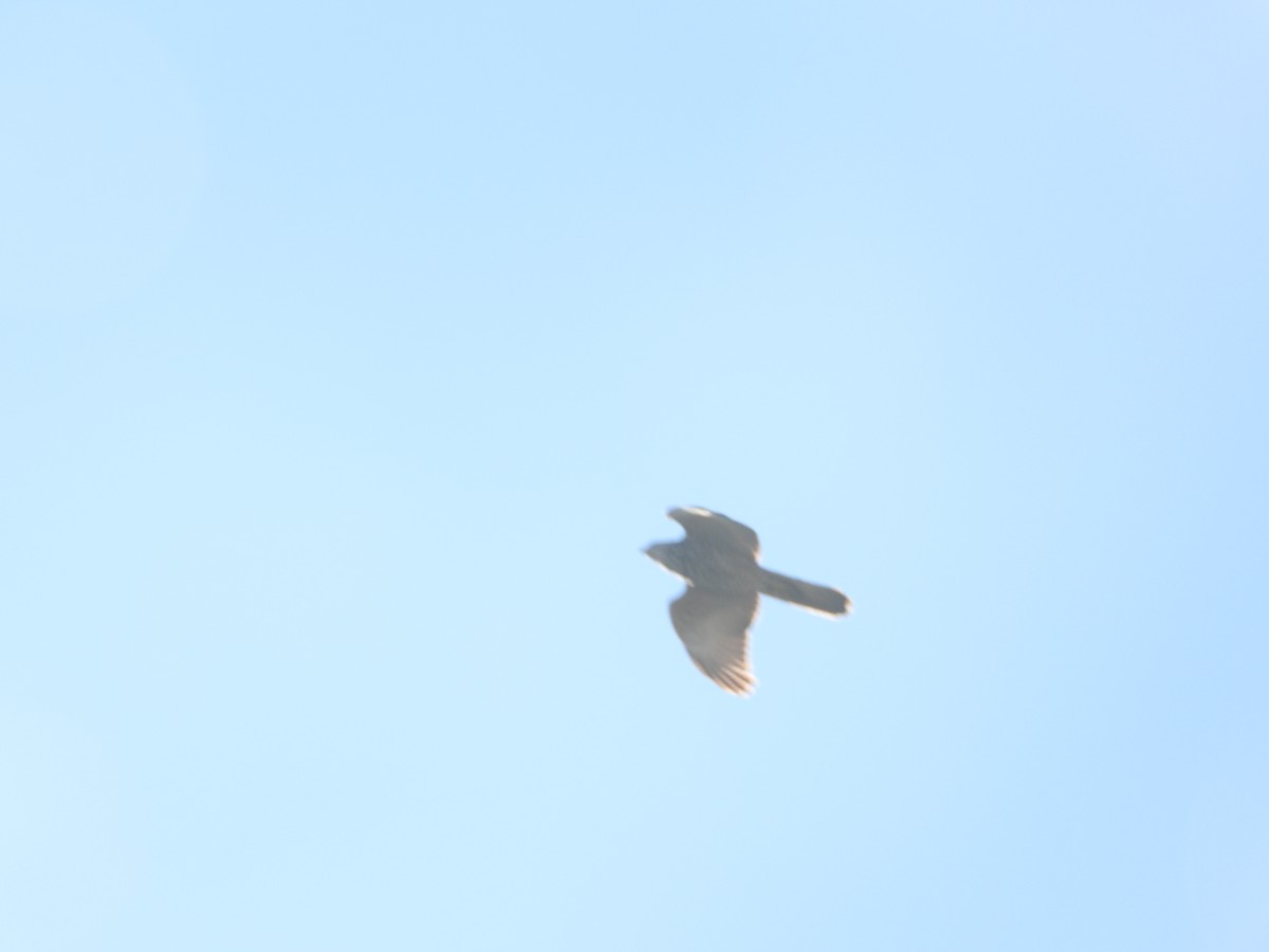 Collared Sparrowhawk - ML641399245