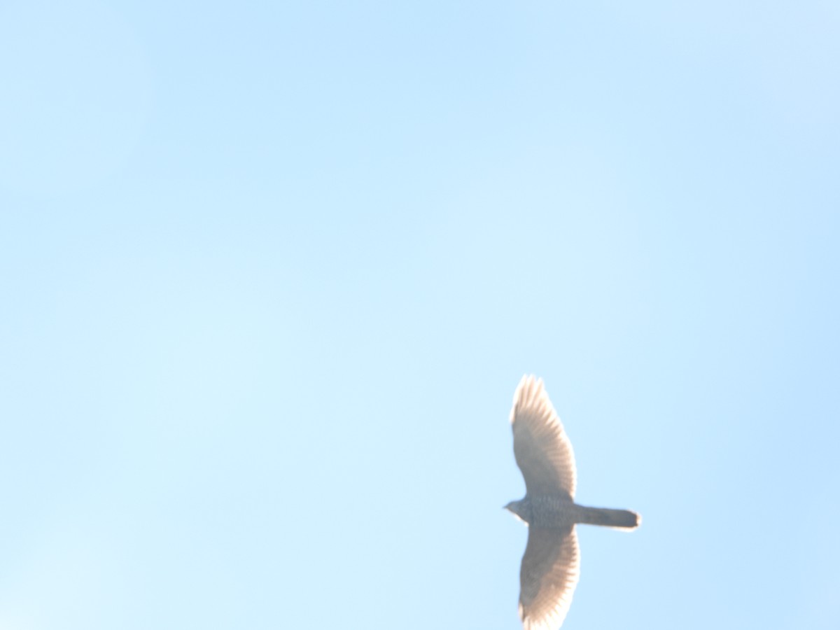 Collared Sparrowhawk - ML641399246