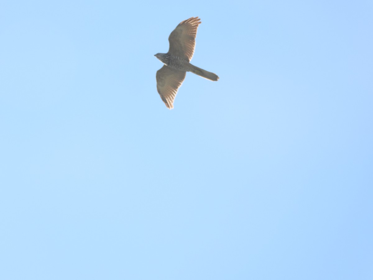 Collared Sparrowhawk - ML641399247