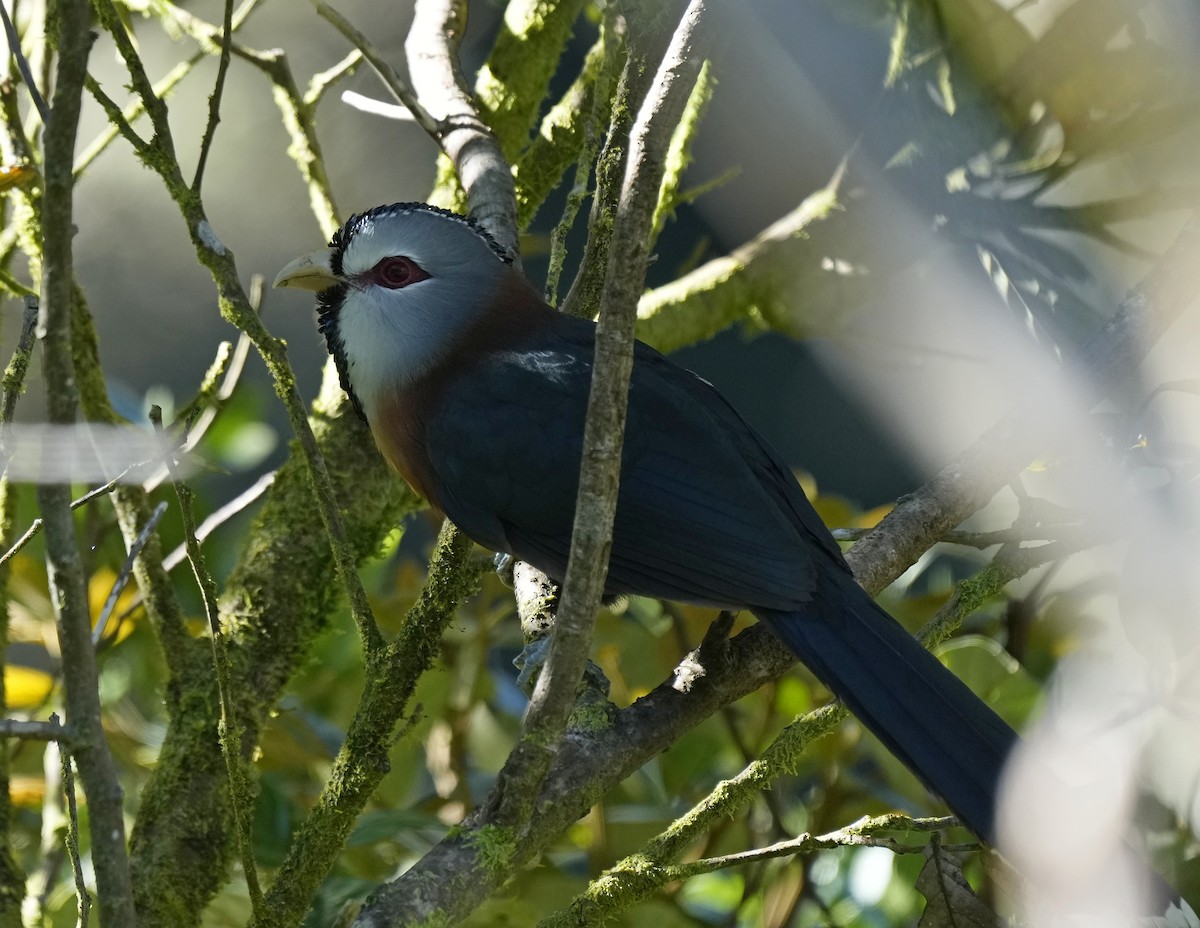 Scale-feathered Malkoha - ML641399248