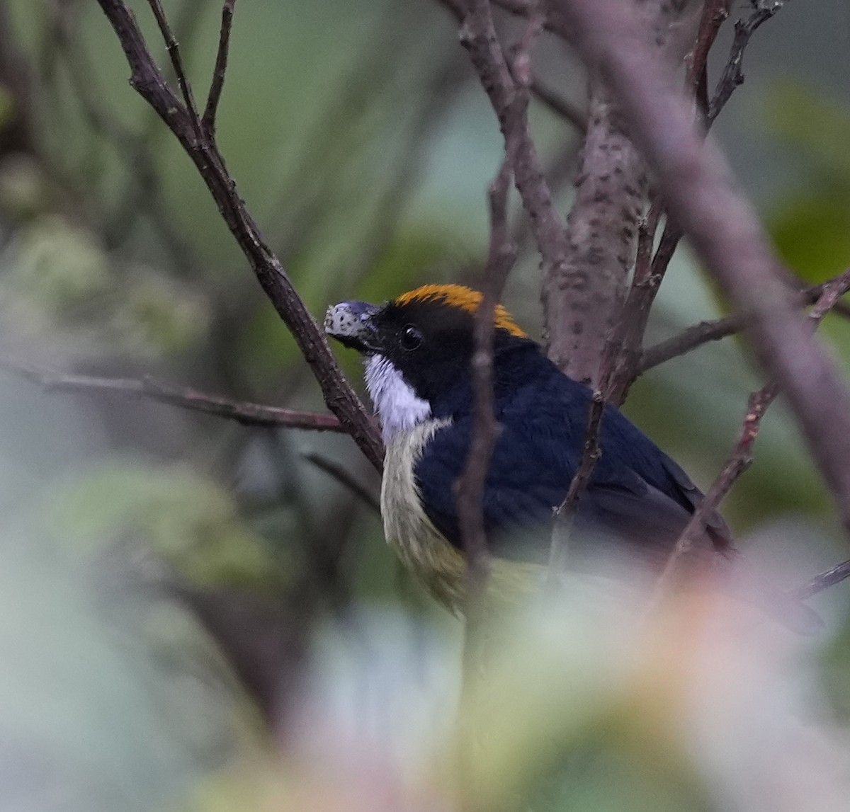 Yellow-crowned Flowerpecker - ML641399275