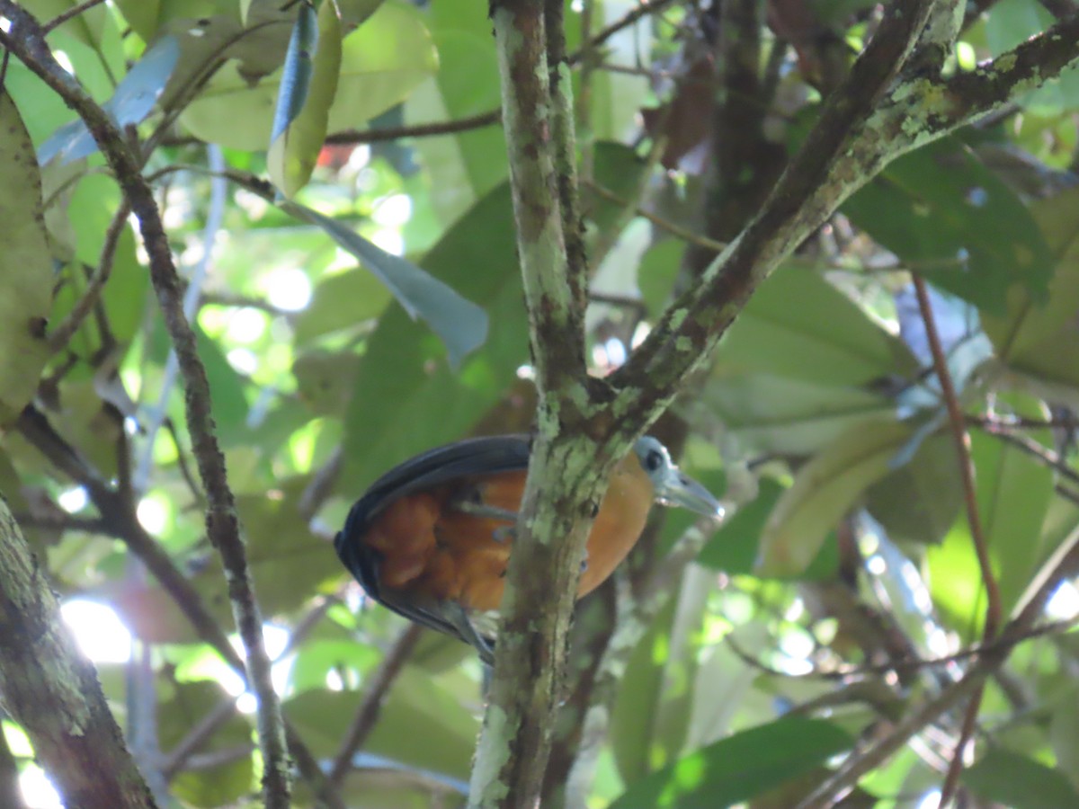 Capuchinbird - ML641399280
