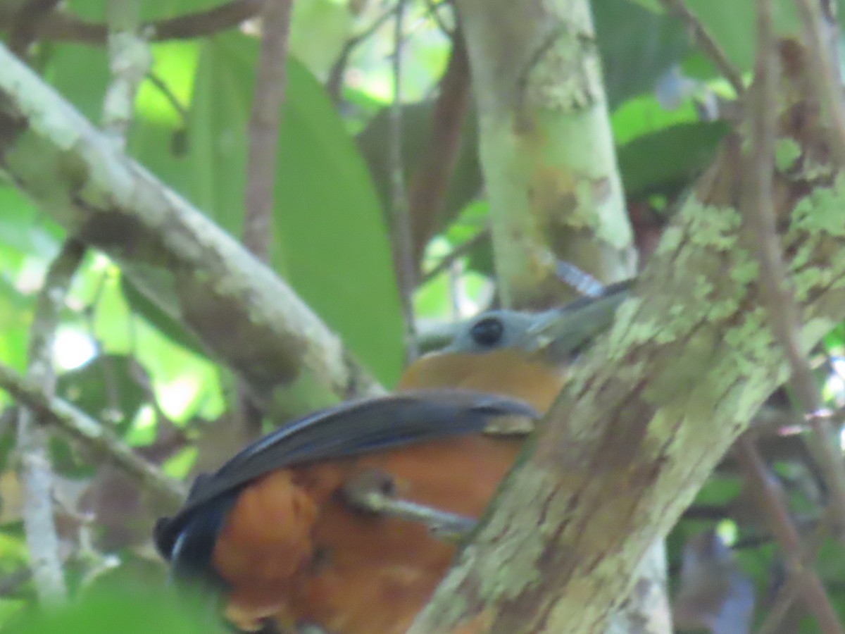 Capuchinbird - ML641399288