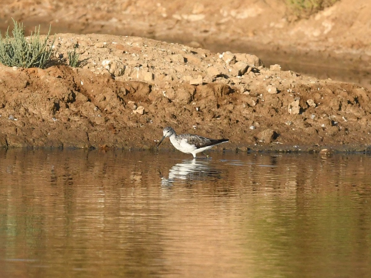 gluttsnipe - ML641399292