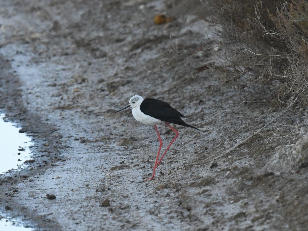 Black-winged Stilt - ML641399302