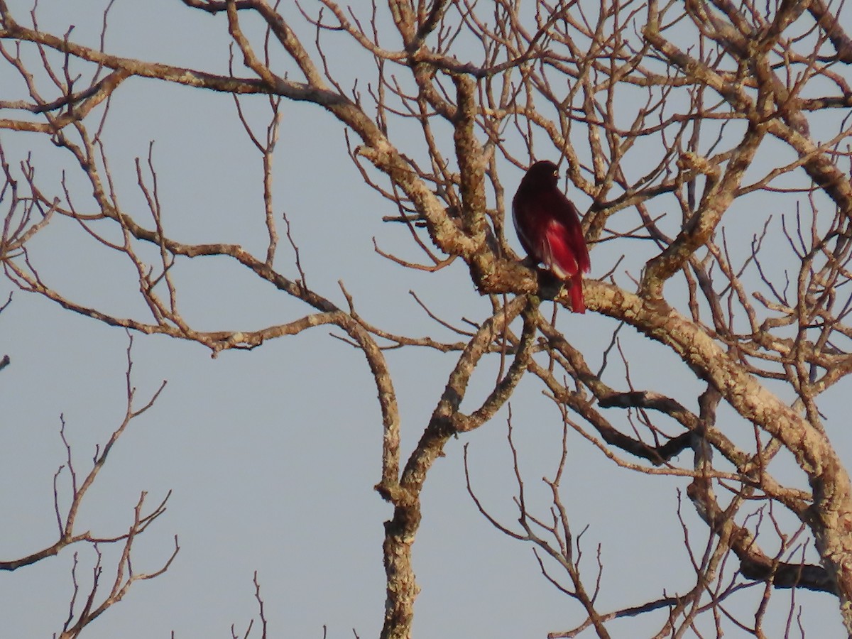 Pompadour Cotinga - ML641399325