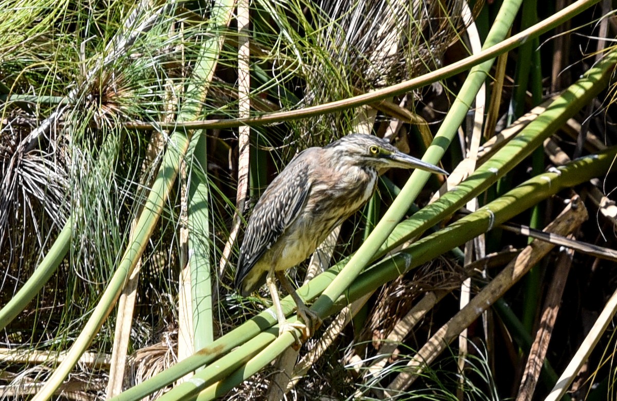 Striated Heron - ML641399328