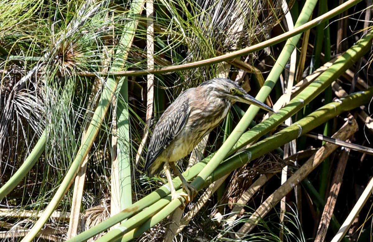 Striated Heron - ML641399329