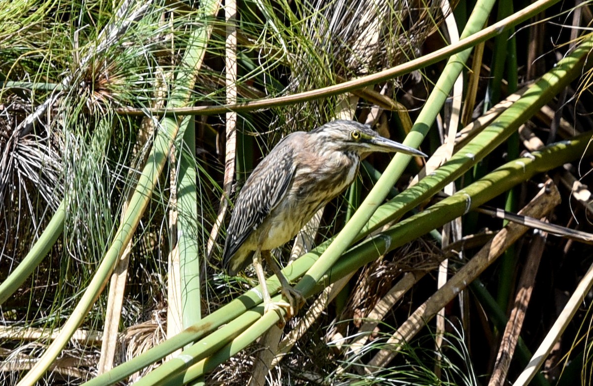 Striated Heron - ML641399330